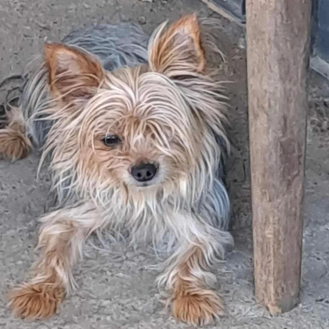 Gizmo, male Yorkshire Terrier for adoption at Herz für Ungarnhunde e.V., Nörten-Hardenberg