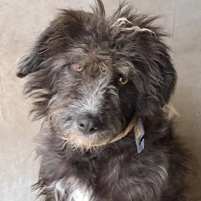 Marco Polo, male Mixed Breed for adoption at Herz für Ungarnhunde e.V., Nörten-Hardenberg