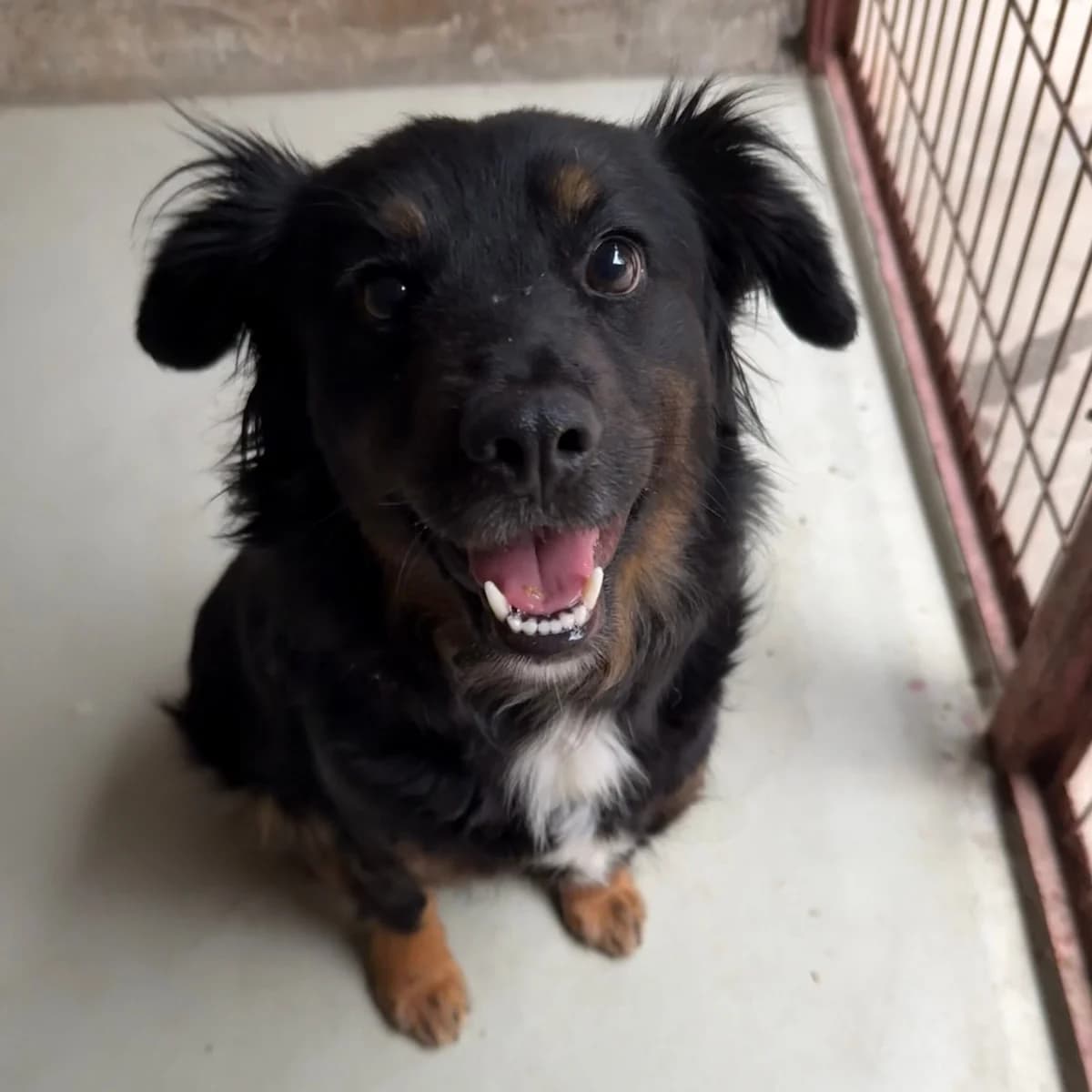 Leila, female Mixed Breed for adoption at Herz für Ungarnhunde e.V., Nörten-Hardenberg