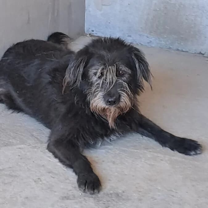 Morze, male Mixed Breed for adoption at Herz für Ungarnhunde e.V., Nörten-Hardenberg