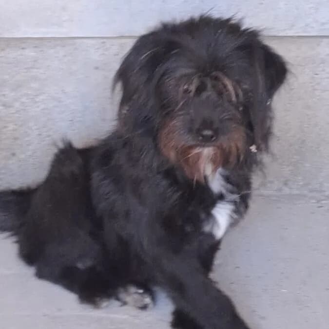 Zenith, female Mixed Breed for adoption at Herz für Ungarnhunde e.V., Nörten-Hardenberg