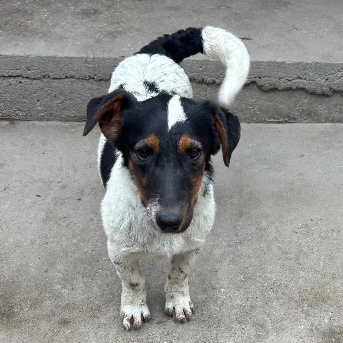 Mote, male Mixed Breed for adoption at Herz für Ungarnhunde e.V., Nörten-Hardenberg