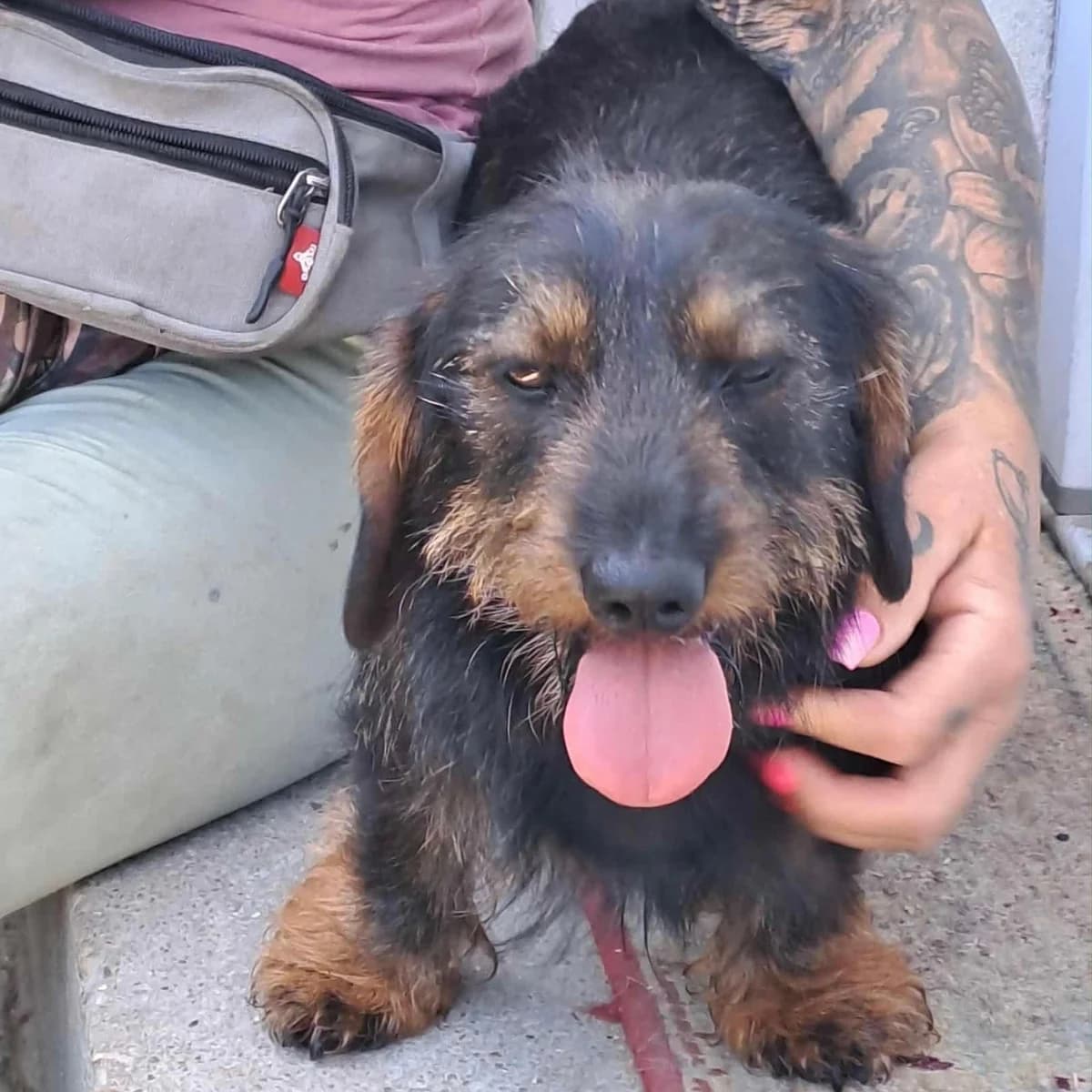 Malyva, female Dachshund for adoption at Herz für Ungarnhunde e.V., Nörten-Hardenberg