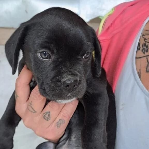 Yanni, male puppy Mixed Breed for adoption at Herz für Ungarnhunde e.V., Nörten-Hardenberg