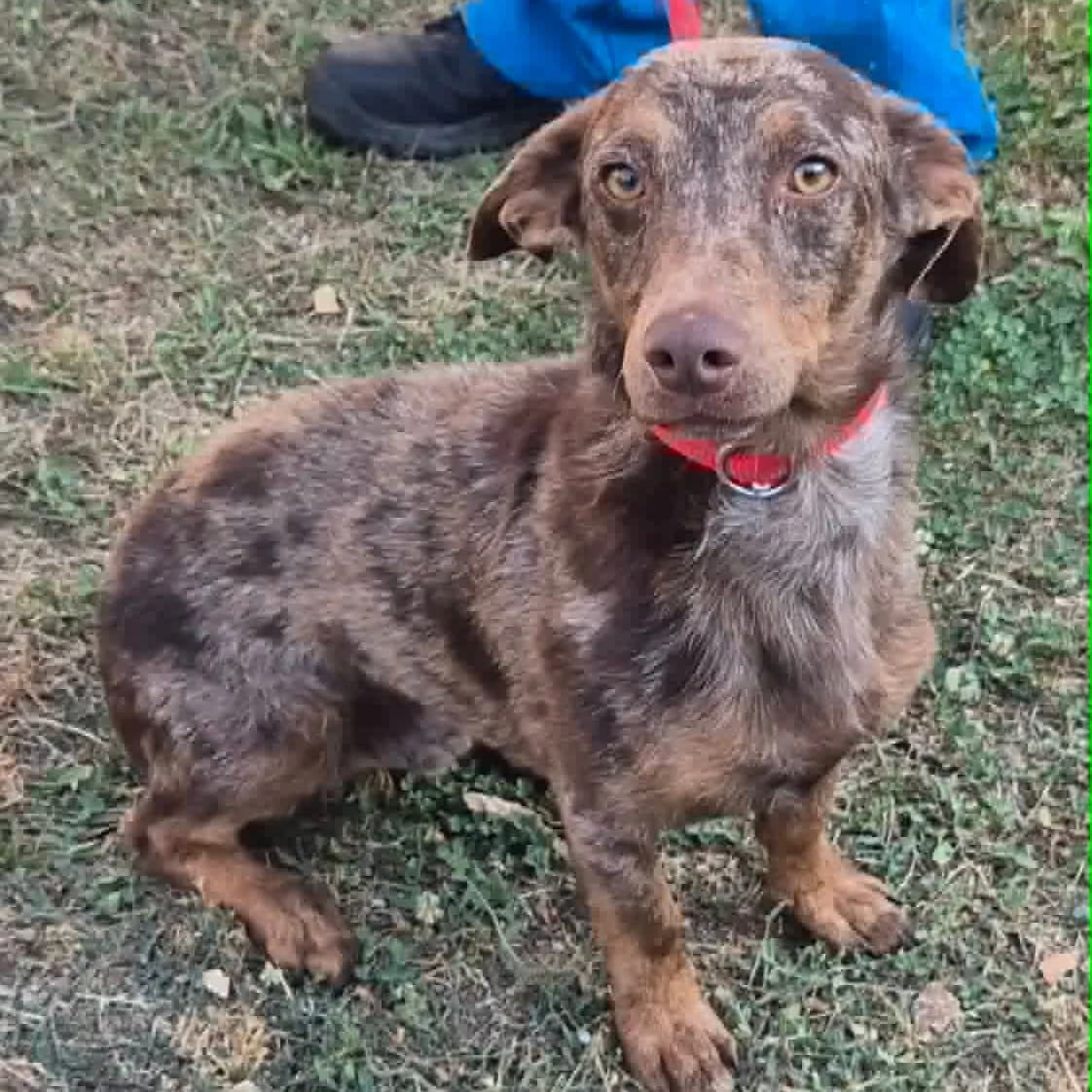 Bill, male Dachshund for adoption at Herz für Ungarnhunde e.V., Nörten-Hardenberg