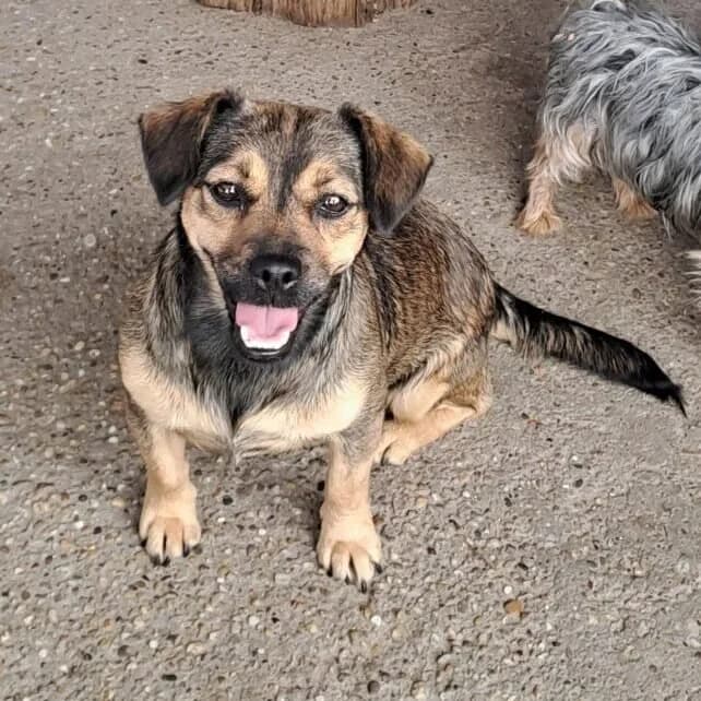 Pocsita, female Mixed Breed for adoption at Herz für Ungarnhunde e.V., Nörten-Hardenberg