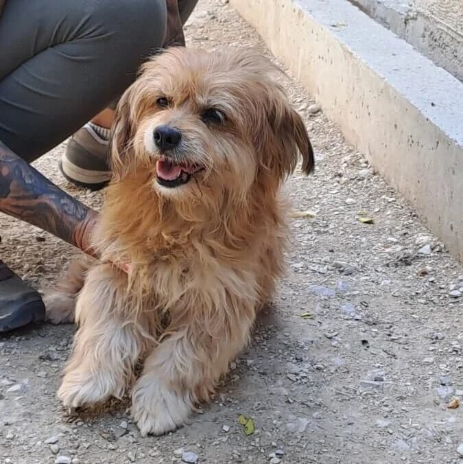 Chantal, female Mixed Breed for adoption at Herz für Ungarnhunde e.V., Nörten-Hardenberg