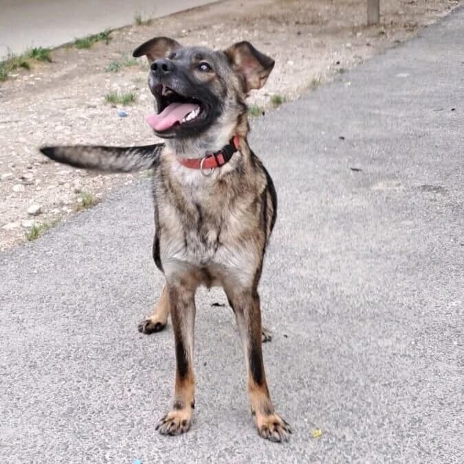 Zelda, female Mixed Breed for adoption at Herz für Ungarnhunde e.V., Nörten-Hardenberg