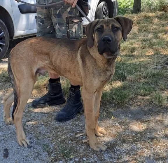 Carlos, male Great Dane for adoption at Herz für Ungarnhunde e.V., Nörten-Hardenberg
