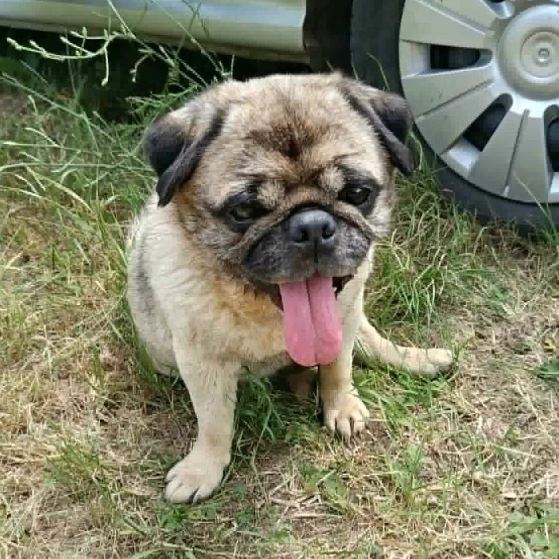 Gordie, male Pug for adoption at Herz für Ungarnhunde e.V., Nörten-Hardenberg