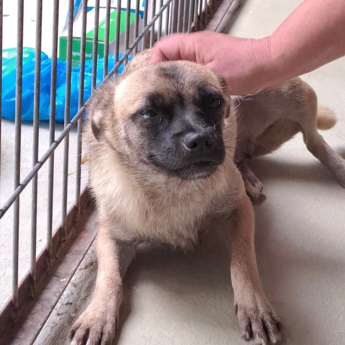 Mochi, female Pug for adoption at Herz für Ungarnhunde e.V., Nörten-Hardenberg