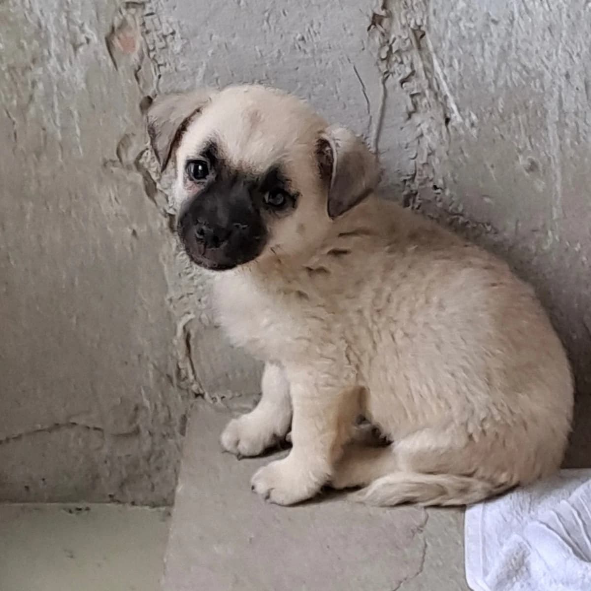 Matti, male Pug for adoption at Herz für Ungarnhunde e.V., Nörten-Hardenberg