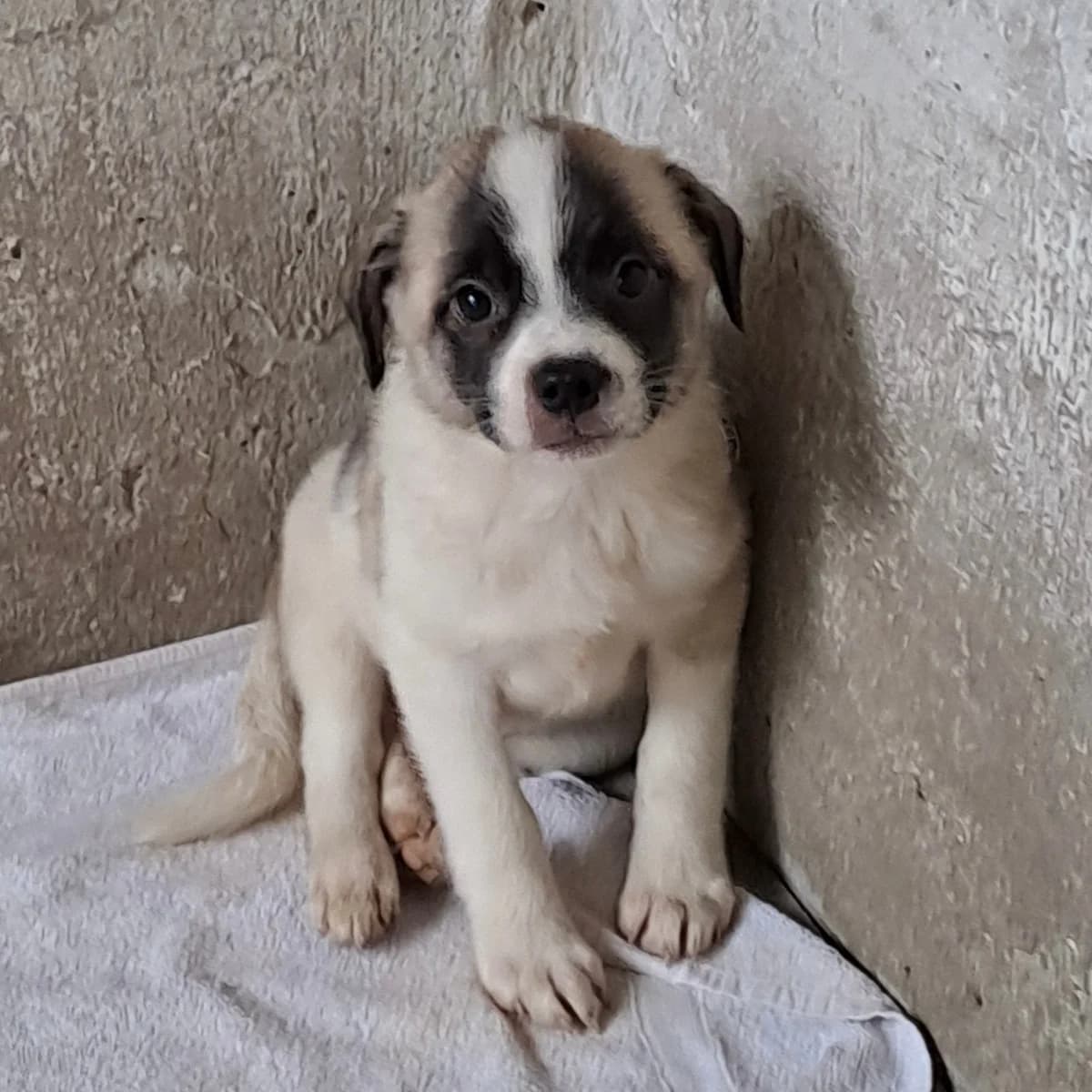 Mito, male Pug for adoption at Herz für Ungarnhunde e.V., Nörten-Hardenberg