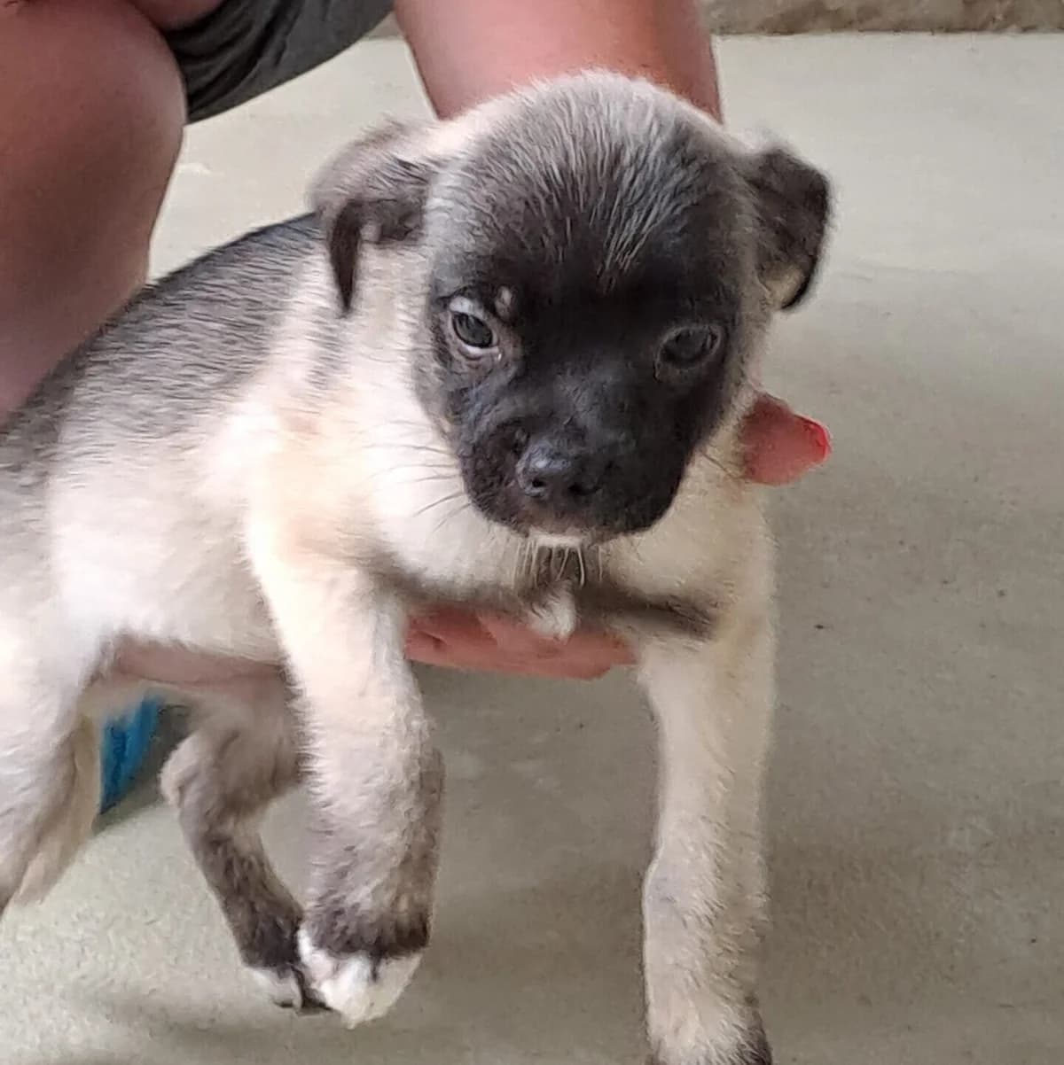 Moqui, male Pug for adoption at Herz für Ungarnhunde e.V., Nörten-Hardenberg