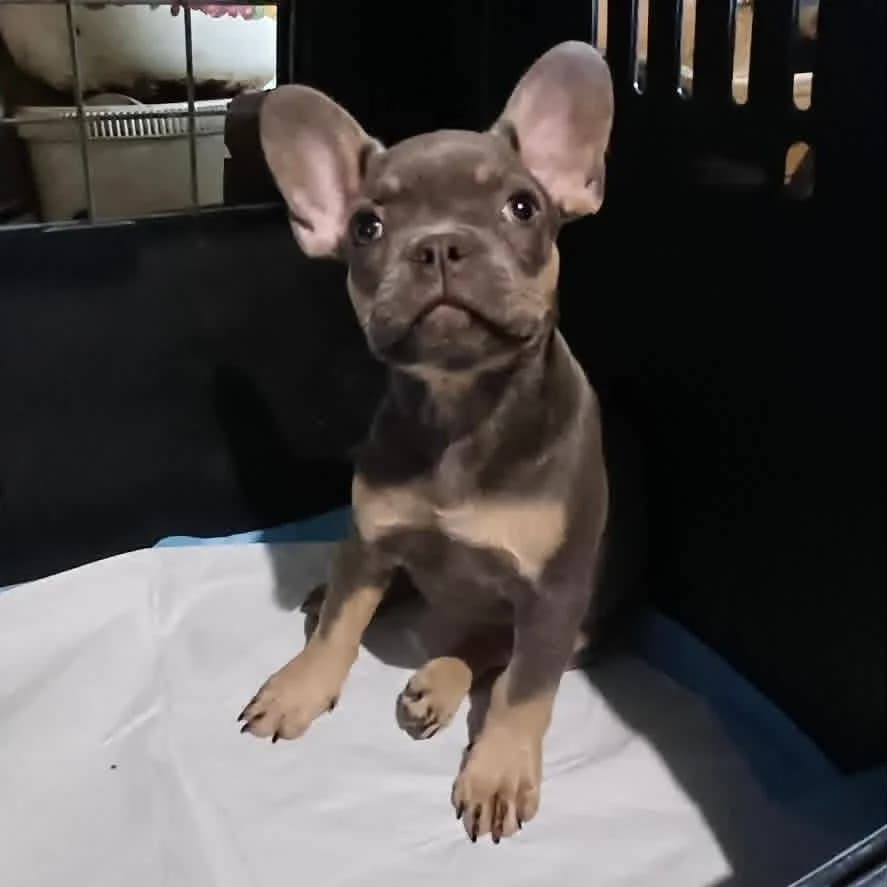 Audrey -vorreserviert, female French Bulldog for adoption at Herz für Ungarnhunde e.V., Nörten-Hardenberg
