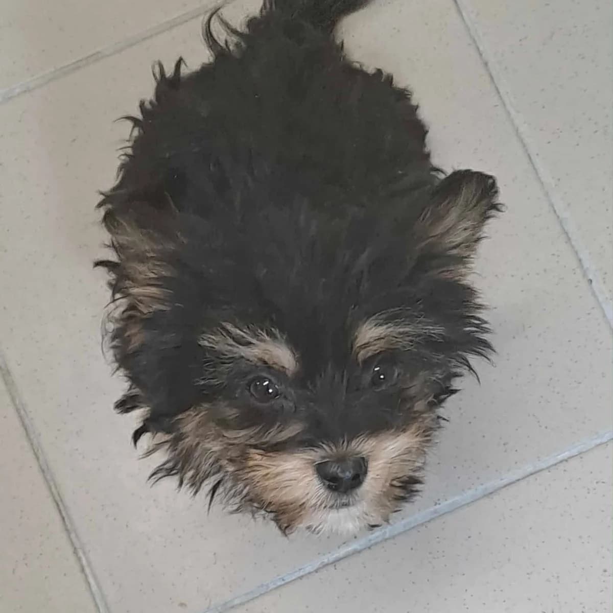 Libi -vorreserviert, female Yorkshire Terrier for adoption at Herz für Ungarnhunde e.V., Nörten-Hardenberg
