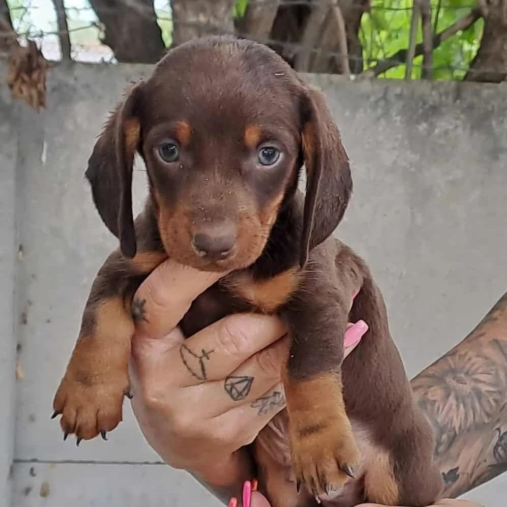 Lando -reserviert, male Dachshund for adoption at Herz für Ungarnhunde e.V., Nörten-Hardenberg