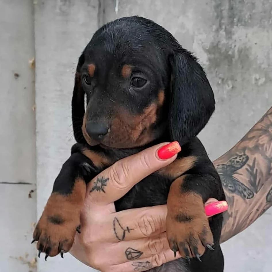 Willi -vorreserviert, male Dachshund for adoption at Herz für Ungarnhunde e.V., Nörten-Hardenberg