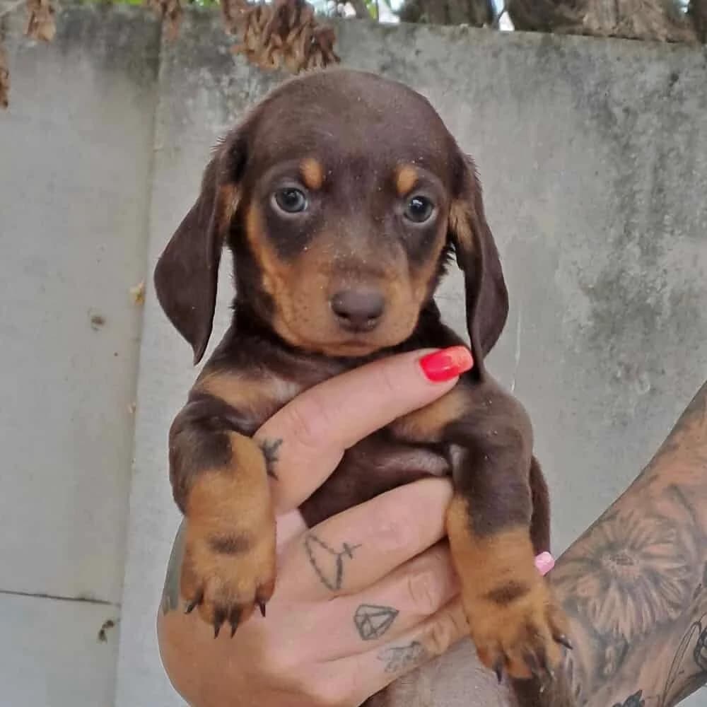 Elfi -vorreserviert, male puppy Dachshund for adoption at Herz für Ungarnhunde e.V., Nörten-Hardenberg
