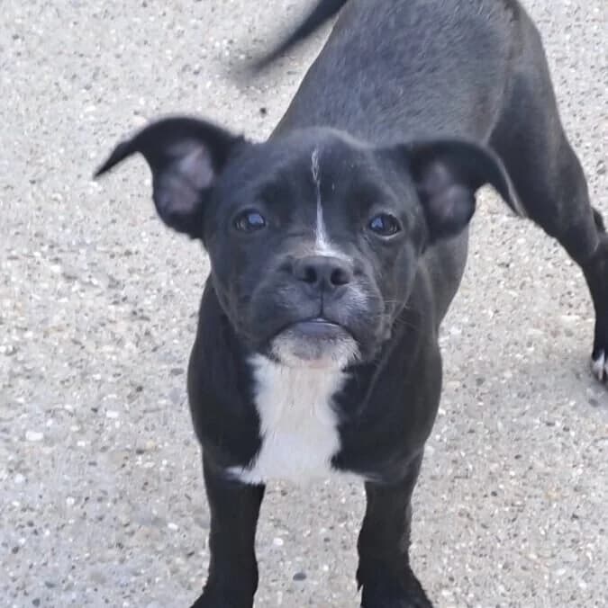 Yori, female puppy Mixed Breed for adoption at Herz für Ungarnhunde e.V., Nörten-Hardenberg