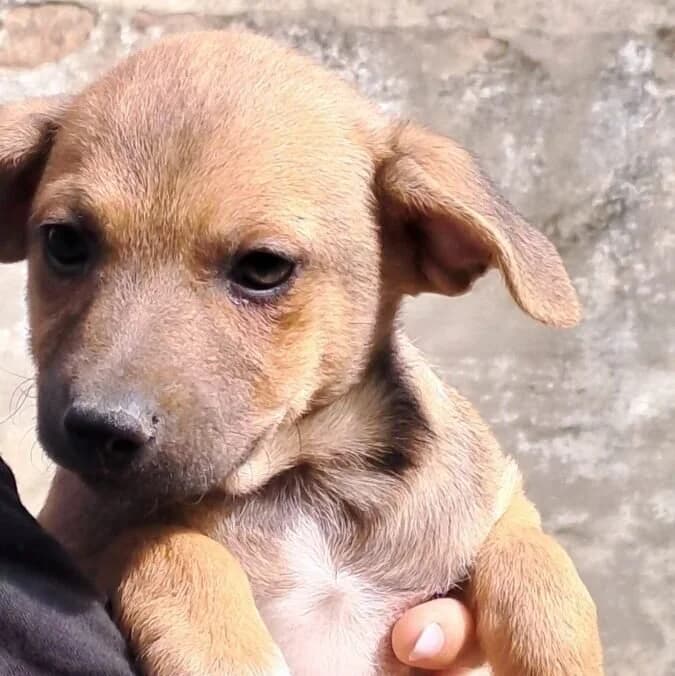 Nessy, female puppy Mixed Breed for adoption at Herz für Ungarnhunde e.V., Nörten-Hardenberg