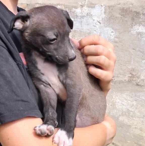 Nele, female puppy Mixed Breed for adoption at Herz für Ungarnhunde e.V., Nörten-Hardenberg