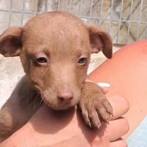 Noel, male puppy Mixed Breed for adoption at Herz für Ungarnhunde e.V., Nörten-Hardenberg