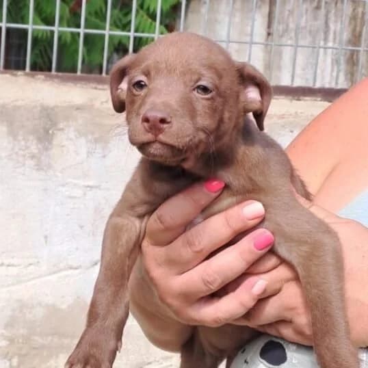 Niko, male puppy Mixed Breed for adoption at Herz für Ungarnhunde e.V., Nörten-Hardenberg