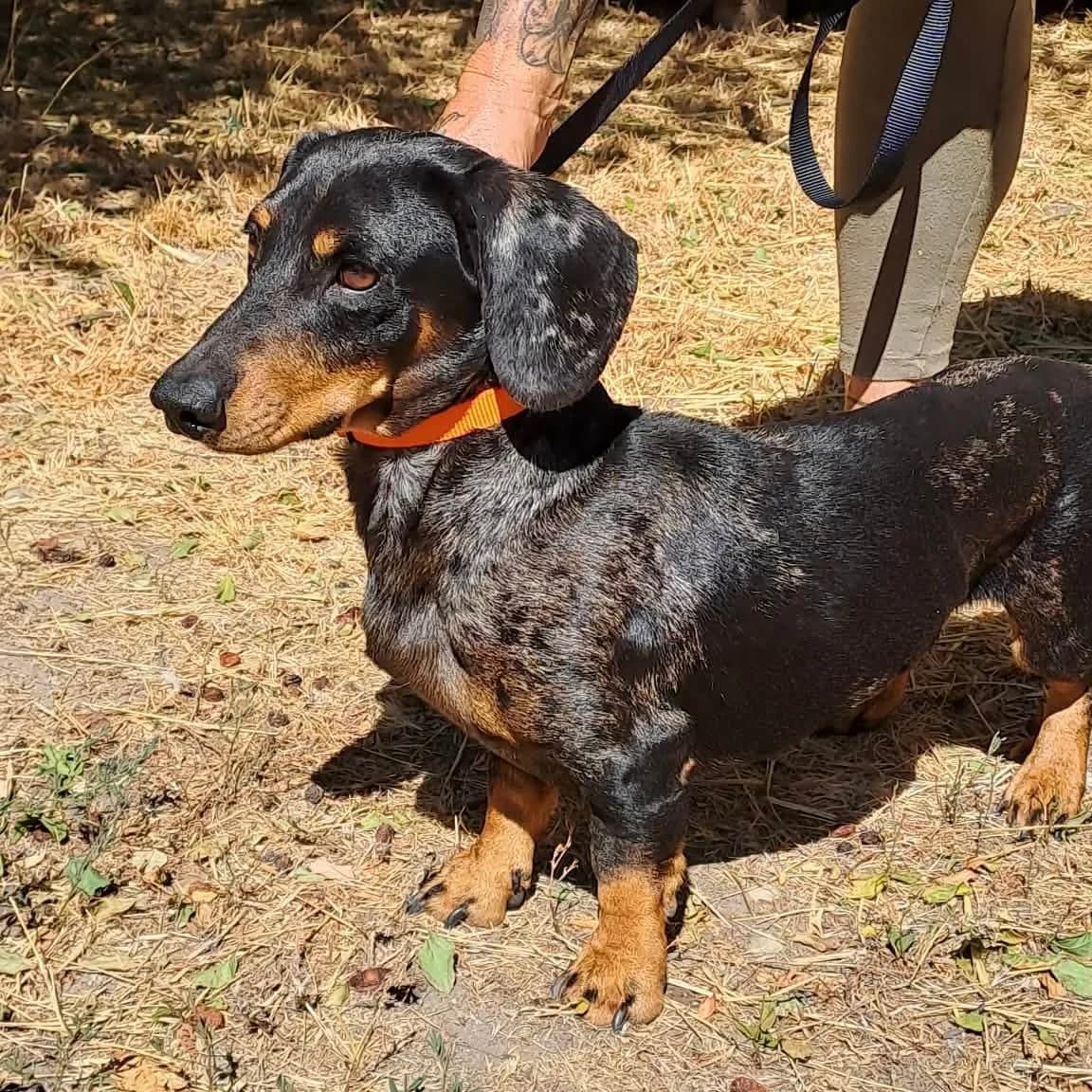 Taki, male Dachshund for adoption at Herz für Ungarnhunde e.V., Nörten-Hardenberg