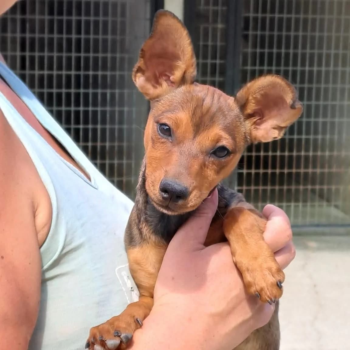 Temi, female mixed breed for adoption at Herz für Ungarnhunde e.V., Nörten-Hardenberg