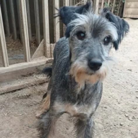 Marlenka, female Mixed Breed for adoption at Herz für Ungarnhunde e.V., Nörten-Hardenberg