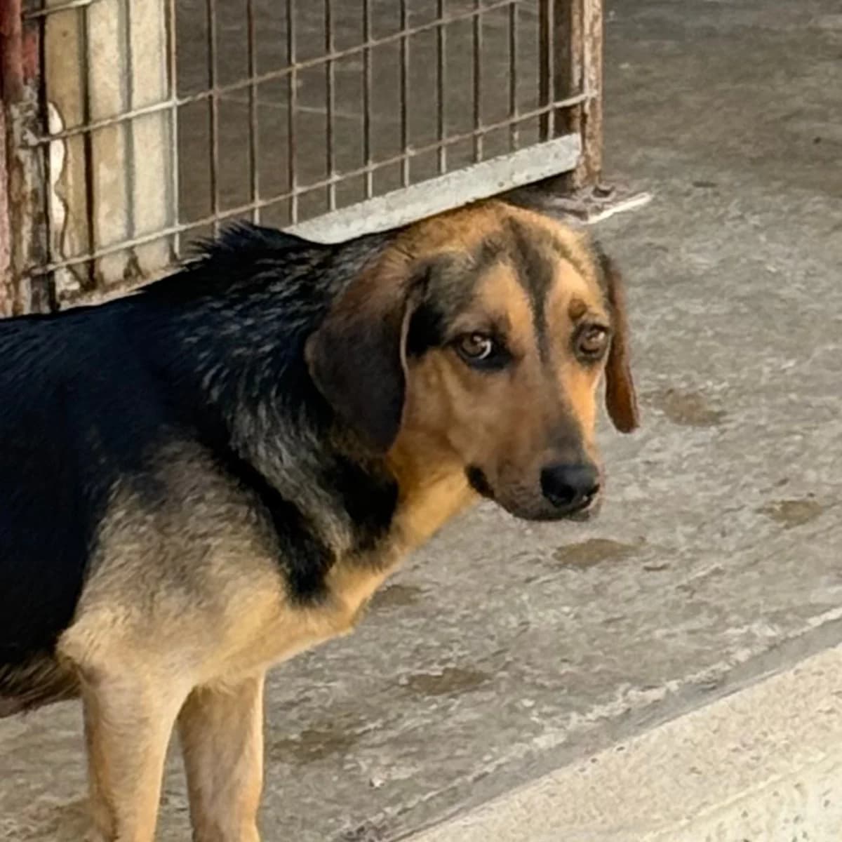 Szende, female puppy Mixed Breed for adoption at Herz für Ungarnhunde e.V., Nörten-Hardenberg