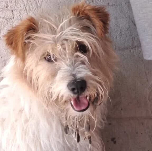 Dugo, male Mixed Breed for adoption at Herz für Ungarnhunde e.V., Nörten-Hardenberg