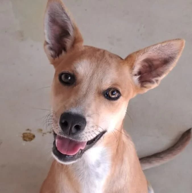 Gigi, female Mixed Breed for adoption at Herz für Ungarnhunde e.V., Nörten-Hardenberg