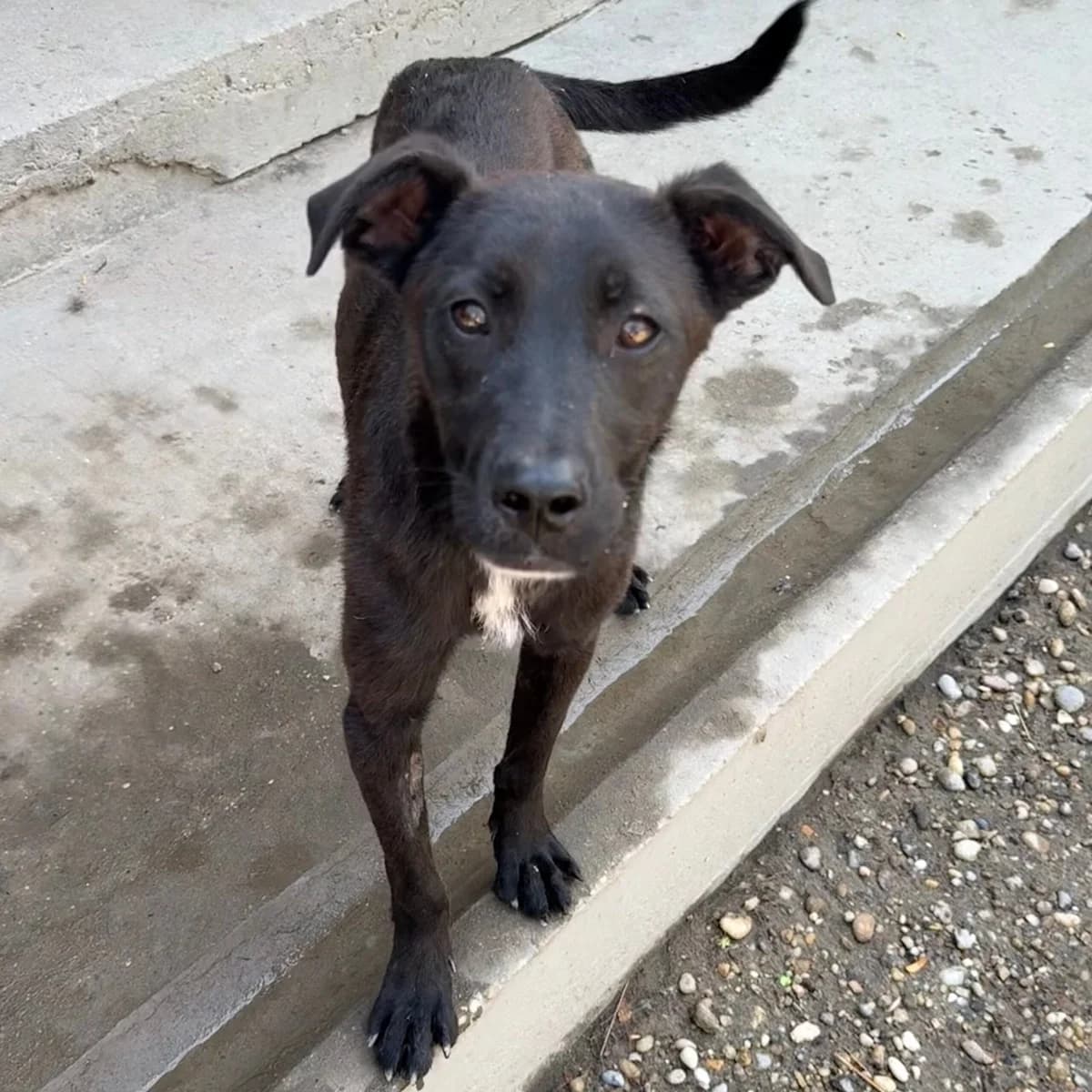 Joma, female Mixed Breed for adoption at Herz für Ungarnhunde e.V., Nörten-Hardenberg