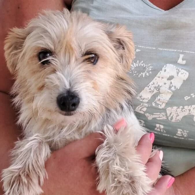 Amiri, female mixed breed for adoption at Herz für Ungarnhunde e.V., Nörten-Hardenberg