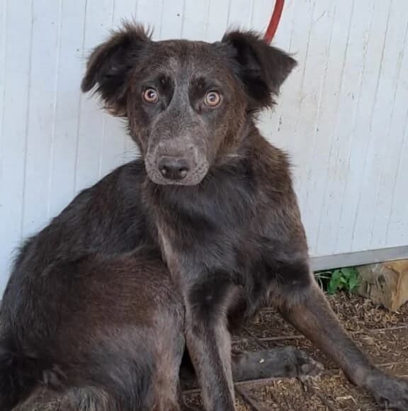 Hilka, female Mixed Breed for adoption at Herz für Ungarnhunde e.V., Nörten-Hardenberg