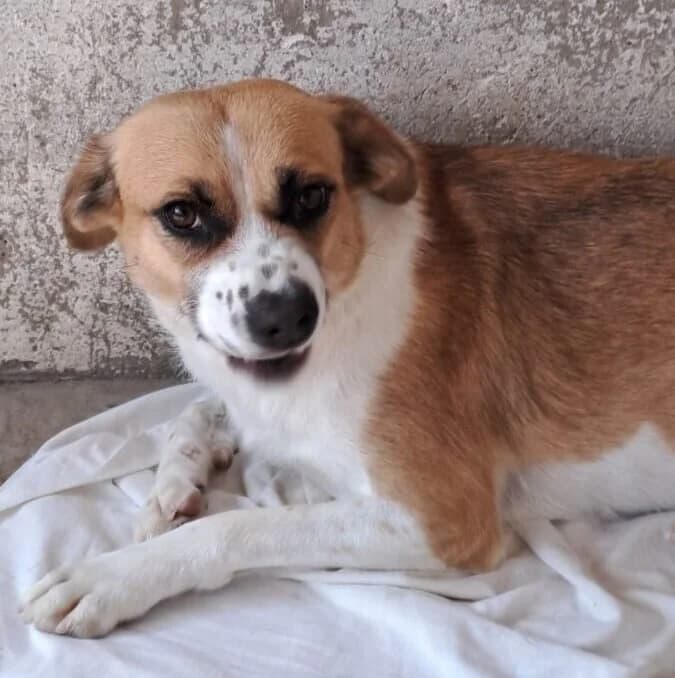 Tamani, female Mixed Breed for adoption at Herz für Ungarnhunde e.V., Nörten-Hardenberg