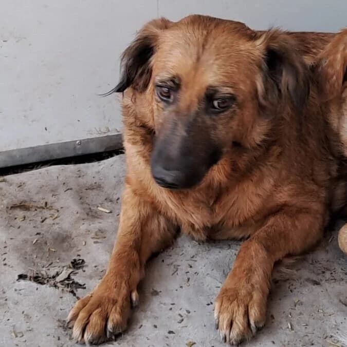 Holda, female Mixed Breed for adoption at Herz für Ungarnhunde e.V., Nörten-Hardenberg