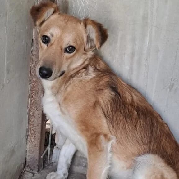 Lenka -reserviert in Ungarn, female Mixed Breed for adoption at Herz für Ungarnhunde e.V., Nörten-Hardenberg