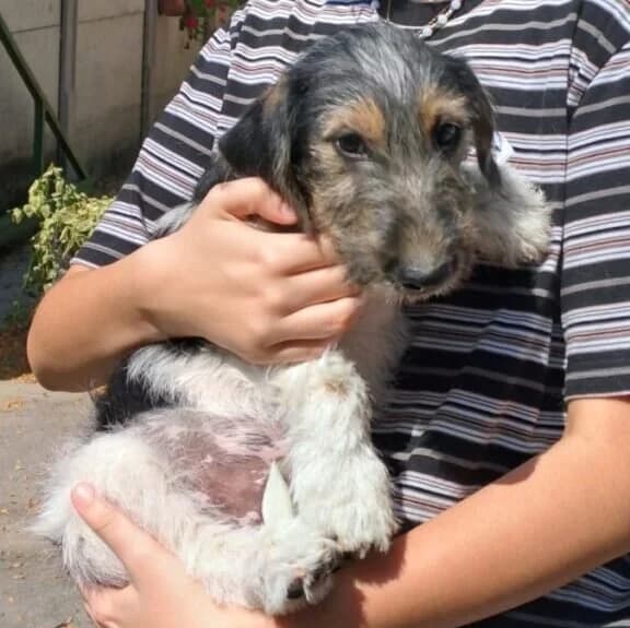Pinto -reserviert in Ungarn, male Dachshund for adoption at Herz für Ungarnhunde e.V., Nörten-Hardenberg