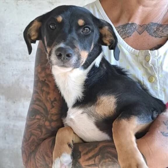 Blia -reserviert in Ungarn, female Mixed Breed for adoption at Herz für Ungarnhunde e.V., Nörten-Hardenberg