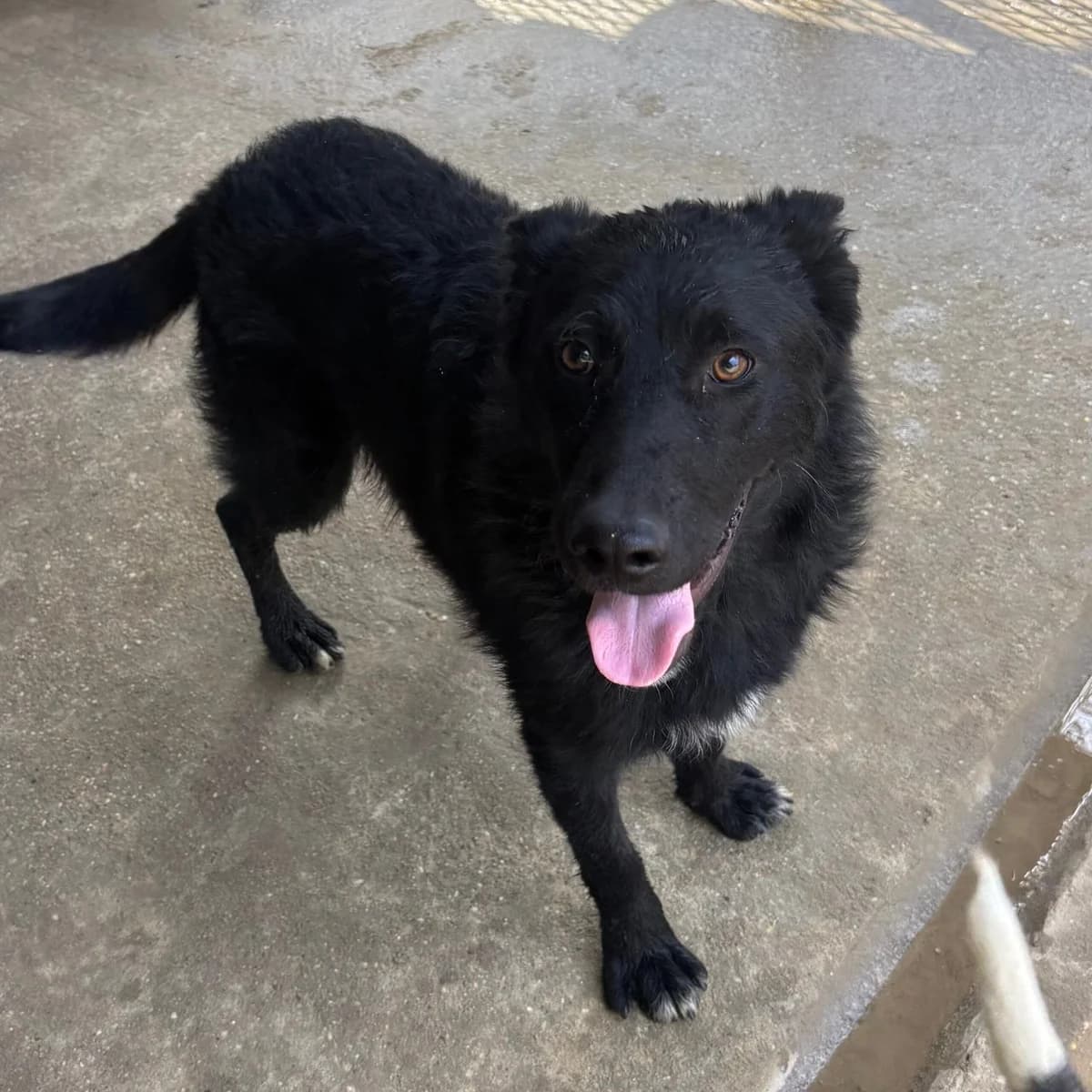 Batman, male German Shepherd for adoption at Herz für Ungarnhunde e.V., Nörten-Hardenberg