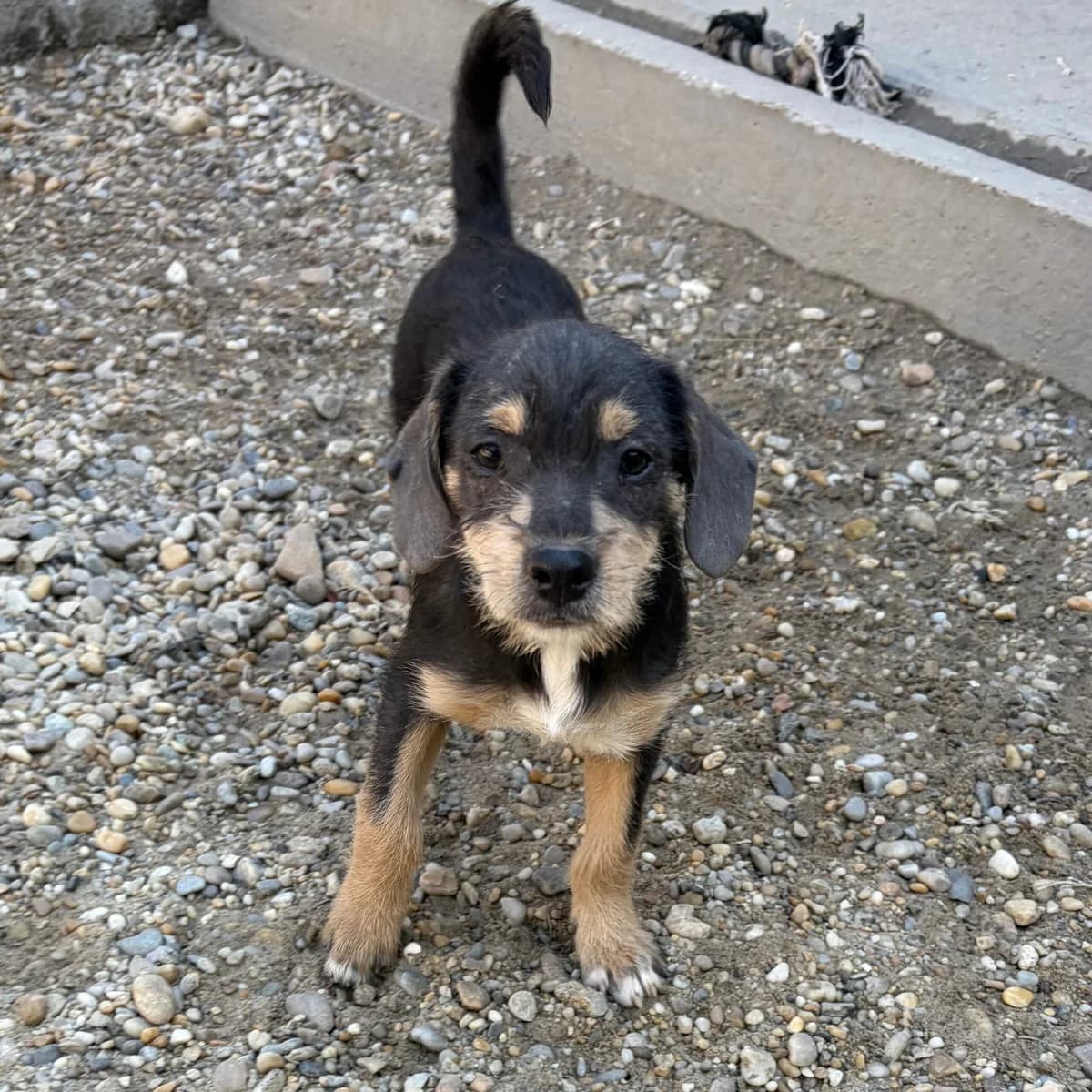 Bluna, female puppy Mixed Breed for adoption at Herz für Ungarnhunde e.V., Nörten-Hardenberg
