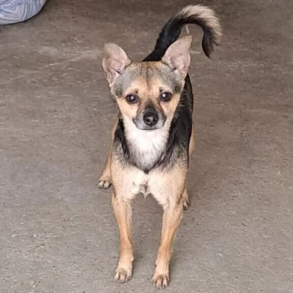 Nachos, male mixed breed for adoption at Herz für Ungarnhunde e.V., Nörten-Hardenberg