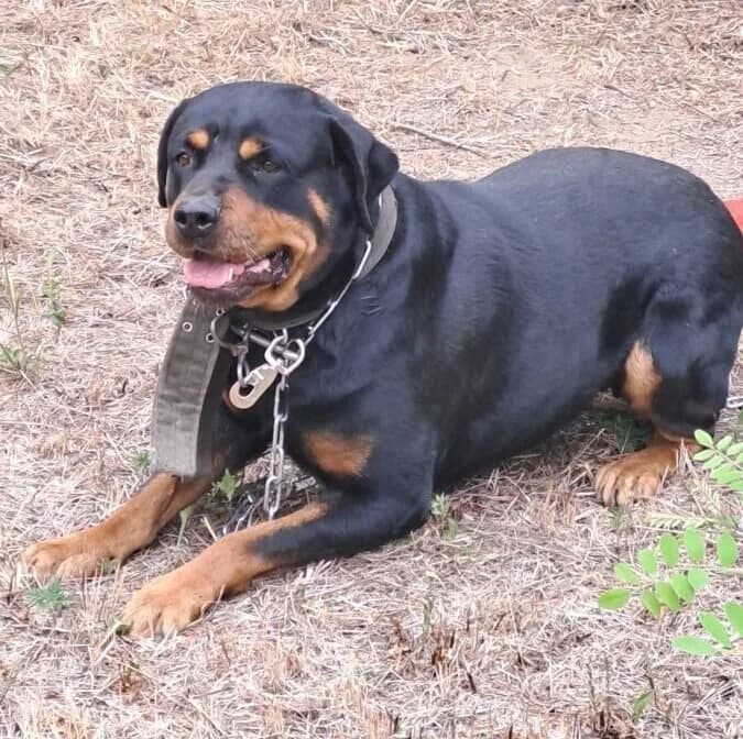Ursa, female Rottweiler for adoption at Herz für Ungarnhunde e.V., Nörten-Hardenberg