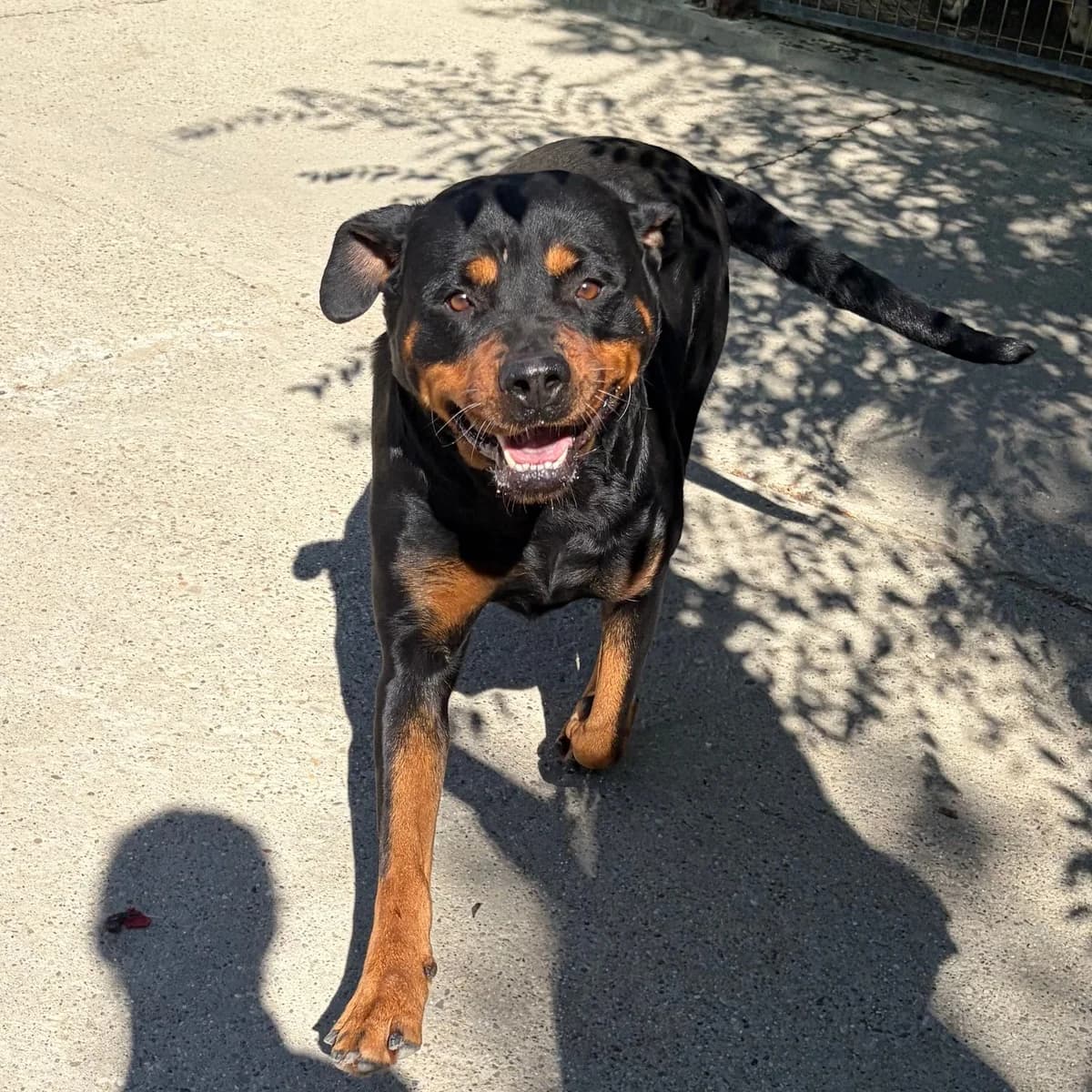 Ursa, female Rottweiler for adoption at Herz für Ungarnhunde e.V., Nörten-Hardenberg