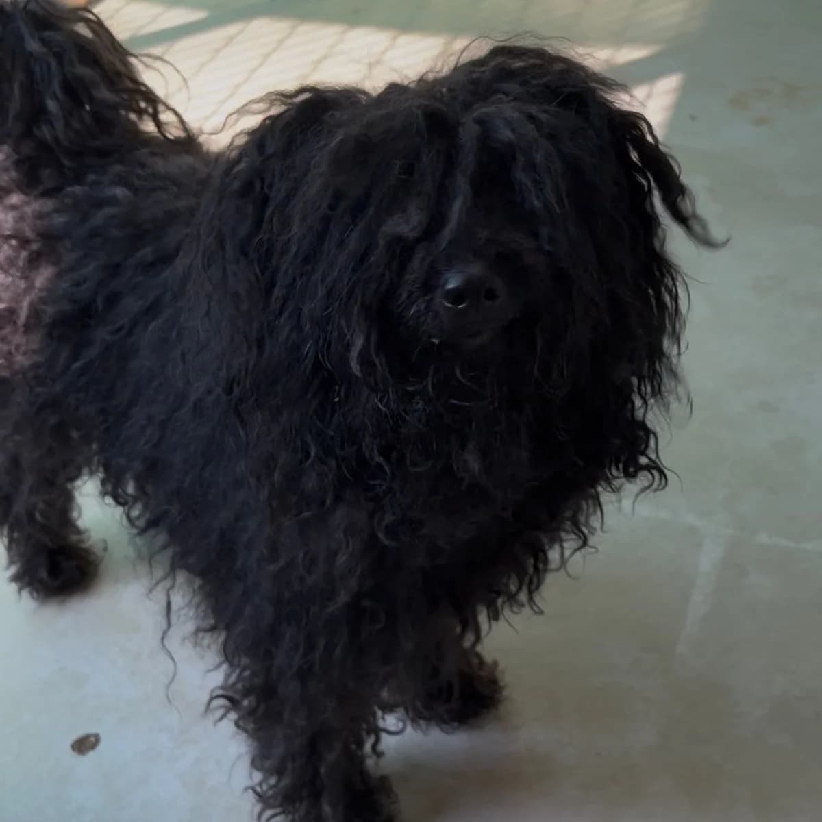 Lojzi, female Puli for adoption at Herz für Ungarnhunde e.V., Nörten-Hardenberg