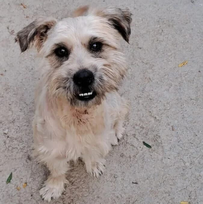 Bajti, male Mixed Breed for adoption at Herz für Ungarnhunde e.V., Nörten-Hardenberg