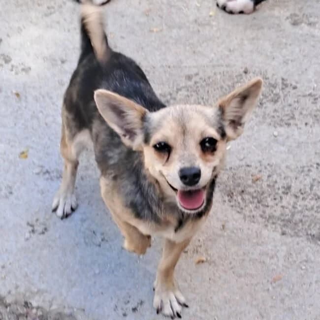 Pikolina, female Chihuahua for adoption at Herz für Ungarnhunde e.V., Nörten-Hardenberg